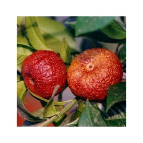 Plante Clémentine Rouge Rubis 24cm H150cm pot 3 ans