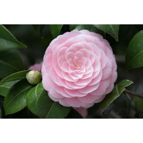 Camellia JAPONICA vase 18cm photo réelle h 80cm