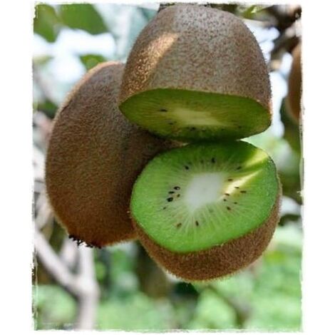 Kiwi Actinidia Hayward femelle h 160 cm
