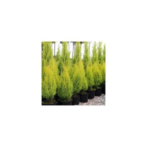 Vivaio Garden Forest – Cupressus Goldcrest conifère vivace 20cm – Branches jaune citron – Port étroit et conique – Résistant au froid et au gel