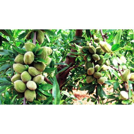 Vivaio Garden Forest – Amandier Pot de tonnerre 20cm – Arbre fruitier à floraison tardive – Fruits semi-tendres de couleur brune – Maturation fin août