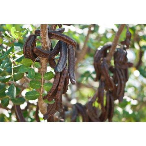 Vivaio Garden Forest – Caroubier (Ceratonia siliqua) arbre fruitier 7-10m – Feuillage persistant – Fruits noirâtres 2x10-15cm – Pour embellir les espaces côtiers