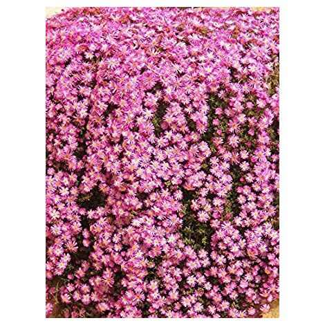 Drosanthemum Hispidum (Barbe de Jupiter) en panier 18cm photos réelles plante suspendue