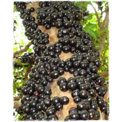 Vivaio Garden Forest – Jaboticaba Myrciaria cauliflora plante en pot 18cm – Fruits sphériques noirs brillants – Propriétés anti-inflammatoires et antioxydantes