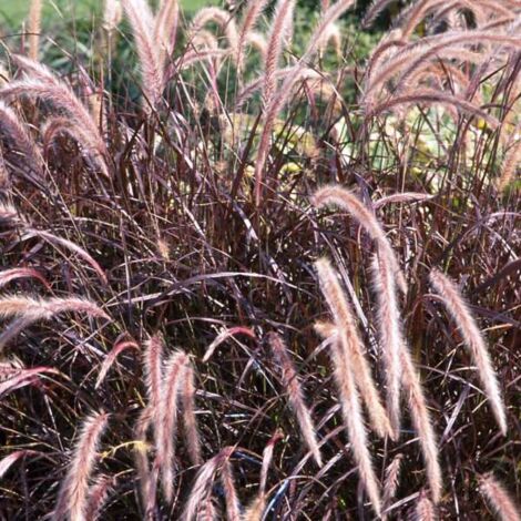 Pennisetum Setaceum Rubrum pot 24cm photo réelle H 150 CM