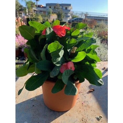 Euphorbia x Lomi (épine du Christ) rouge pot 22cm