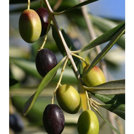 Vivaio Garden Forest – Olivier Frantoio 180 cm – Hauteur à maturité 3-4 m – Fruits noir-violet – Rendement huile 20-23% – Pollinisateur pour autres oliviers