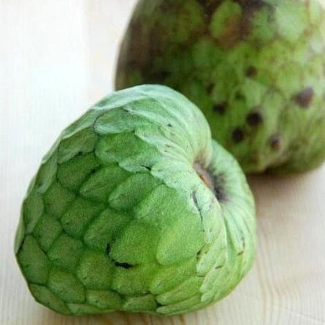 Vivaio Garden Forest – Annona cherimola 'Cumbe' – arbre fruitier tropical 140-160 cm – feuillage caduque vert – fleurs blanc-vert – fruits sucrés à chair beurrée