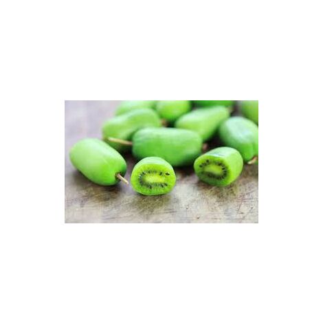 Mini Plante de Kiwi autofertile - Actinidia Arguta (variété VITIKIWI) PHOTOS RÉELLES H 100CM