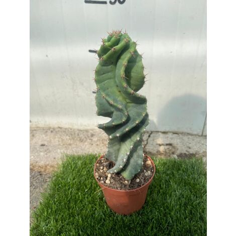 CEREUS FORBESII CV. SPIRALIS - Cactus Plante Succulente Pot 10,5 H30 cm Royal Photo