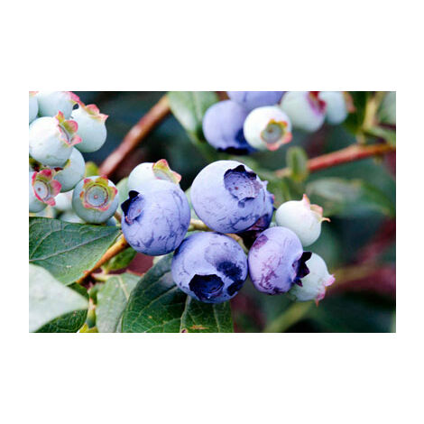 Myrtille géante précoce (Vaccinium Corymbosum Duke) PHOTOS RÉELLES H 70CM
