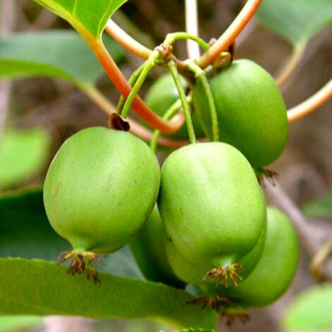 Plante de kiwi Arguta Issai (autofertile)