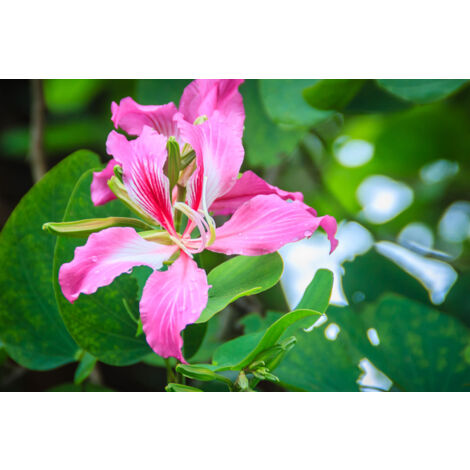 Bauinia purpurea plante, bauhinia, arbre à orchidées photo réelle
