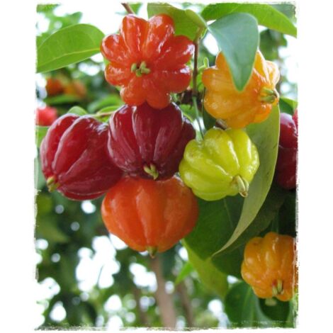 Vivaio Garden Forest – Eugenia uniflora – Cerise de Cayenne – Plante verte ornementale – Fruits riches en vitamine C – Exposition plein soleil