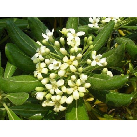 50 Pythosophore (Pittosporum Tobira) H 65cm photos réelles plantes pour haies