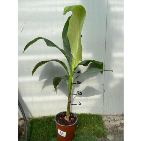 Vivaio Garden Forest – Musa basjoo banane japonaise – Arbre fruitier 2,5 m – Feuillage vert brillant – Résistant au gel jusqu'à -10°