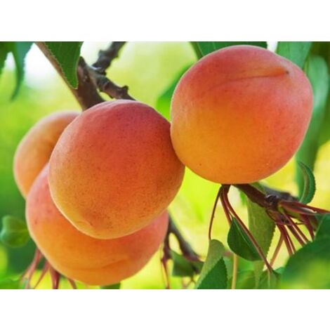 Vivaio Garden Forest – Plante d'abricot précoce – Arbre fruitier 24cm – Fruits jaunes clairs – Maturation début juin – Pour zones ensoleillées