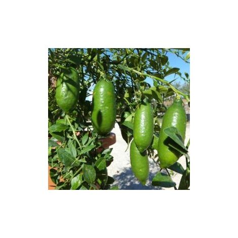 Caviar Lemon Plant (Finger Lime) plantes d'agrumes couleurs variées photo réelle - Couleur : Orange - Colore: Verde