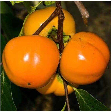 Apple kaki plant 24cm pot
