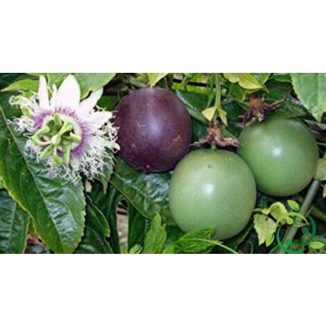Maracuja (fruit de la passion)