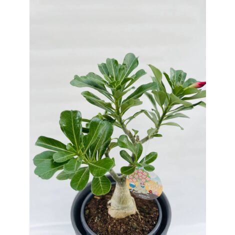 Graines Adenium Obesum ‘Neptune’ – Rose Du Désert – 5 Graines – Plante D’intérieur Succulente