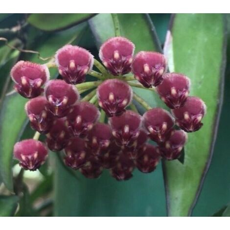 Vivaio Garden Forest – Hoya wayetii Tricolor – Plante d'intérieur succulente grimpante – Feuillage charnu vert, crème, rose – Fleurs étoilées parfumées bordeaux