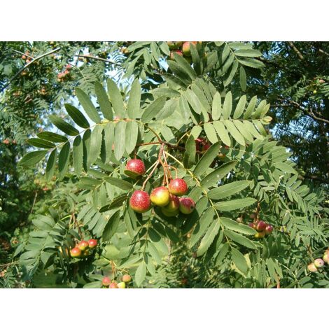 Vivaio Garden Forest – Arbre fruitier Sorbus domestica 150 cm – Rustique et durable – Fruits riches en vitamine C – Exposition en pleine lumière