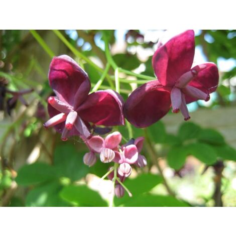 Vivaio Garden Forest – Plante grimpante Akebia quinata – Feuilles palmées vert foncé – Fleurs parfumées brun-pourpre – Couvre-sol dense pour treillis