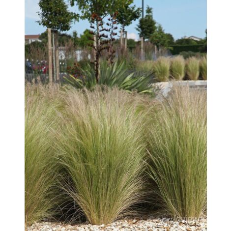 Stipa Tenuissima plante en pot 17cm photos réelles