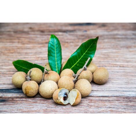 Vivaio Garden Forest – Dimocarpus Longan – Arbre fruitier tropical – Hauteur à maturité 10m – Exposition soleil – Fruits comestibles œil de dragon