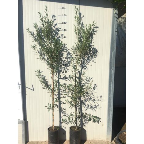 Vivaio Garden Forest – Cyprès plante d'olivier H 180cm – Brise-vent colonnaire – Drupes 2,4 g pour production d'huile d'olive – Autostérile (1/2)