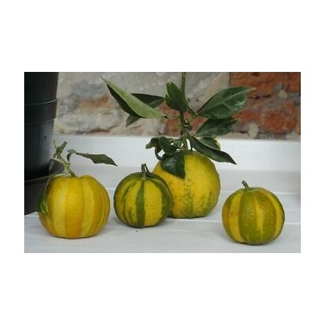 Oranger à bandes 'Citrus aurantium' bigaradier Virgatum ou Virgolaro photo réelle h 80cm