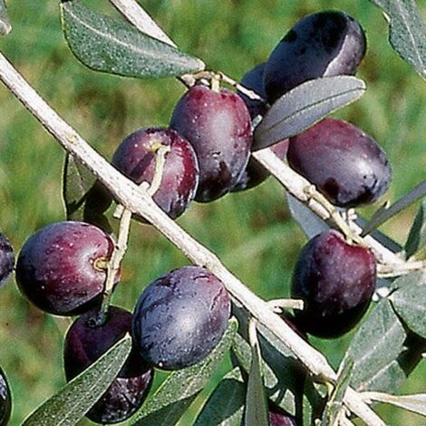 Vivaio Garden Forest – Pendolino plante d'olivier H 180 cm – Feuillage dense gris-vert foncé – Rendement élevé 22-23% – Huile d'olive aromatique