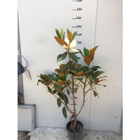 Magnolia Grandiflora Gallisoniensis pot 20c