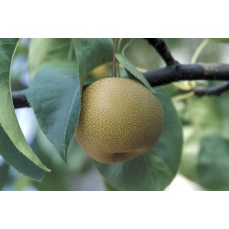 Nashi Hosui plante en pot de 24 cm croisement entre le pommier et le poirier