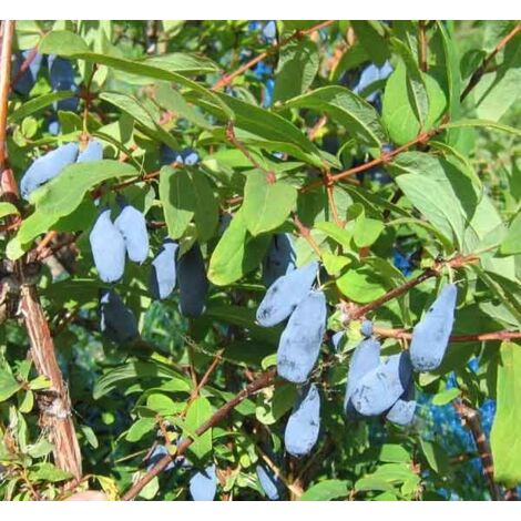Vivaio Garden Forest – Myrtille de Sibérie 'Duet' (Lonicera kamtschatica) – Arbuste rustique H 70 cm – Fruits aigre-doux jusqu'à 2,5 cm – Autofertile, tolérant -30°C