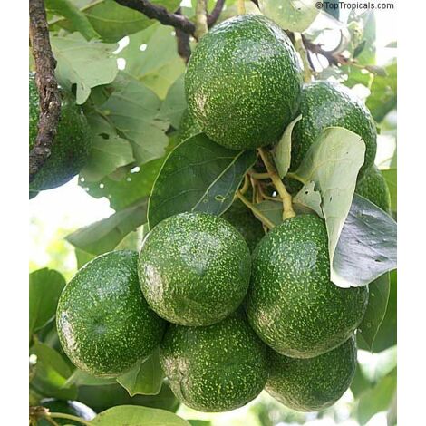 Avocat greffé plant de choquette gros fruit 1 kg nouveauté