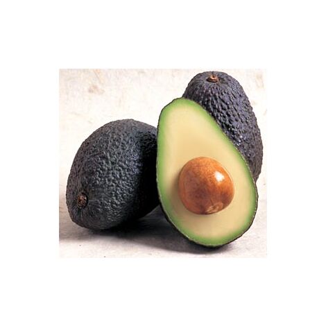 Vivaio Garden Forest – Plante d'avocat 'Hass' greffée h 140cm – Exposition ensoleillée – Fruits ovales 200-300g avec 18-22% d'huile – Sols bien drainés