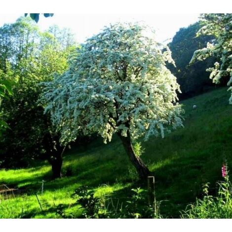 Aubépine Monogyne – Crataegus Monogyna – Pot 60 Cm – Fleurs Blanches Avril-mai – Hauteur Adulte 5-6 M – Pour Haie Ou Jardin