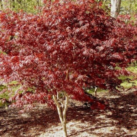 Vivaio Garden Forest – Acer palmatum 'Trompenburg' – Arbuste caduque H 150cm – Feuillage palmés rouge pourpre – Rustique jusqu'à -15°C – Pour sol riche et bien drainé