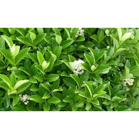 VIBURNUM LUCIDUM (VIBURNUM LUCIDUM) vase 17 h 70/80 cm