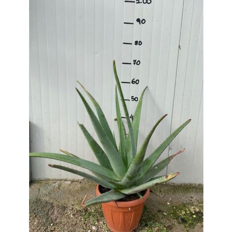PLANTE D'ALOE VERA
