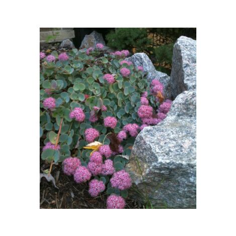Vivaio Garden Forest – Sedum sieboldii variegata 'Japanese Silk Grass' – Feuillage vert et bleu – Fleurs roses pompons – Exposition ensoleillée à mi-ombre