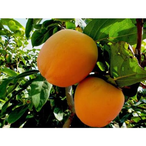Kaki Rojo Brillante plante 24cm pot