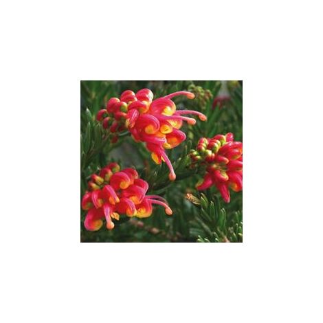 GREVILLEA FEU D'ARTIFICE POT DE FANTAISIE 24CM PHOTOS RÉELLES