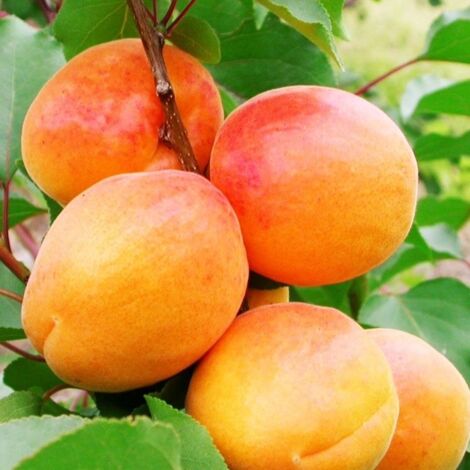 Vivaio Garden Forest – Abricotier San Castrese (Prunus Armeniaca) – Hauteur 4m – Exposition plein soleil – Fruits jaune-orange, chair ferme – Résistant aux maladies