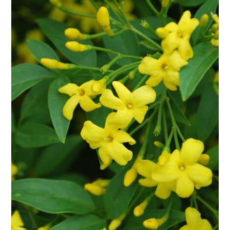 Jasmin jaune Jasminum humile revolutum plante grimpante H 170cm