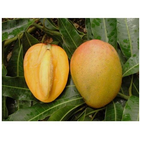 Vivaio Garden Forest – Manguier greffé Mangifera indica variété Glenn – Hauteur 140 cm – Fruits jaunes à maturité – Couronne compacte et arrondie