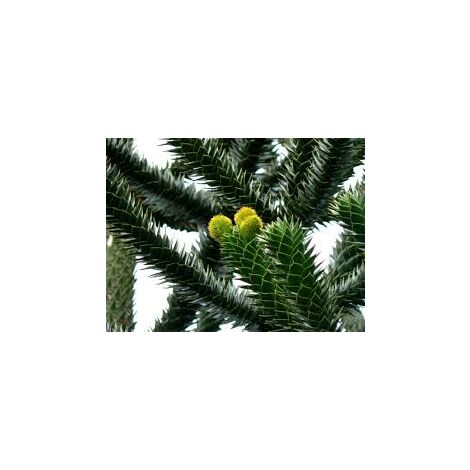ARAUCARIA ARAUCANA IMBRICATA vase 19cm H 25 cm conifère photos réelles
