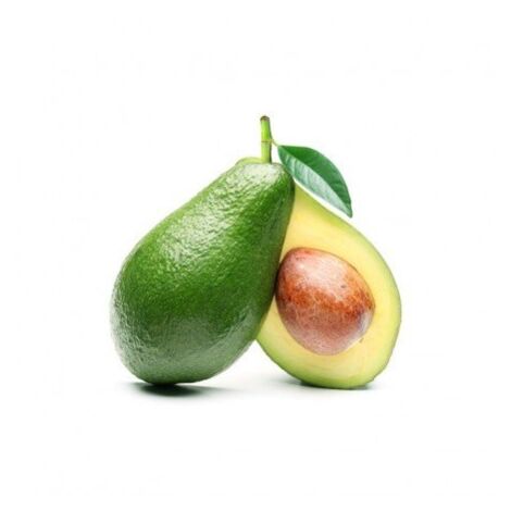 PERSEA AMERICANA AVOCADO PLANT FUERTE GREFFÉ H 100CM